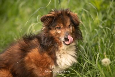 INDI