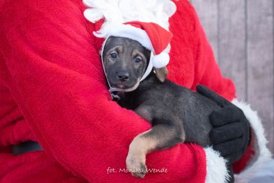 SANTIS (22.10.2025-)