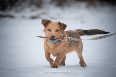 TYMUŚ (24.01.2026-08.02.2026)